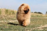 CHOW CHOW 043